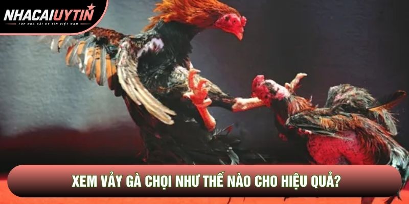 Xem vảy gà chọi như thế nào cho hiệu quả?